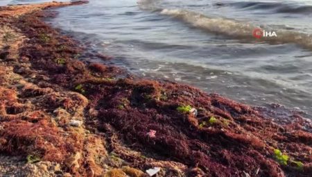 İzmit kıyısında kırmızı yosunlar görülüyor