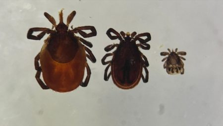 Kene kabusu geri döndü: 5 kişi hayatını kaybetti