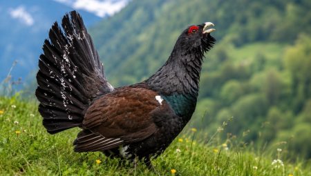 5 milyon dolar harcandı, geriye yalnızca 1 kuş kaldı: Tabiata salınan 30 kuşun mukadderatı şaşırttı